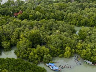 5 Rekomendasi Ekowisata Mangrove: Menggali Potensi dan Keberlanjutan